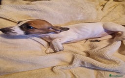 Jack Russell dogs for sale: Jack Russell mix  - Image 4