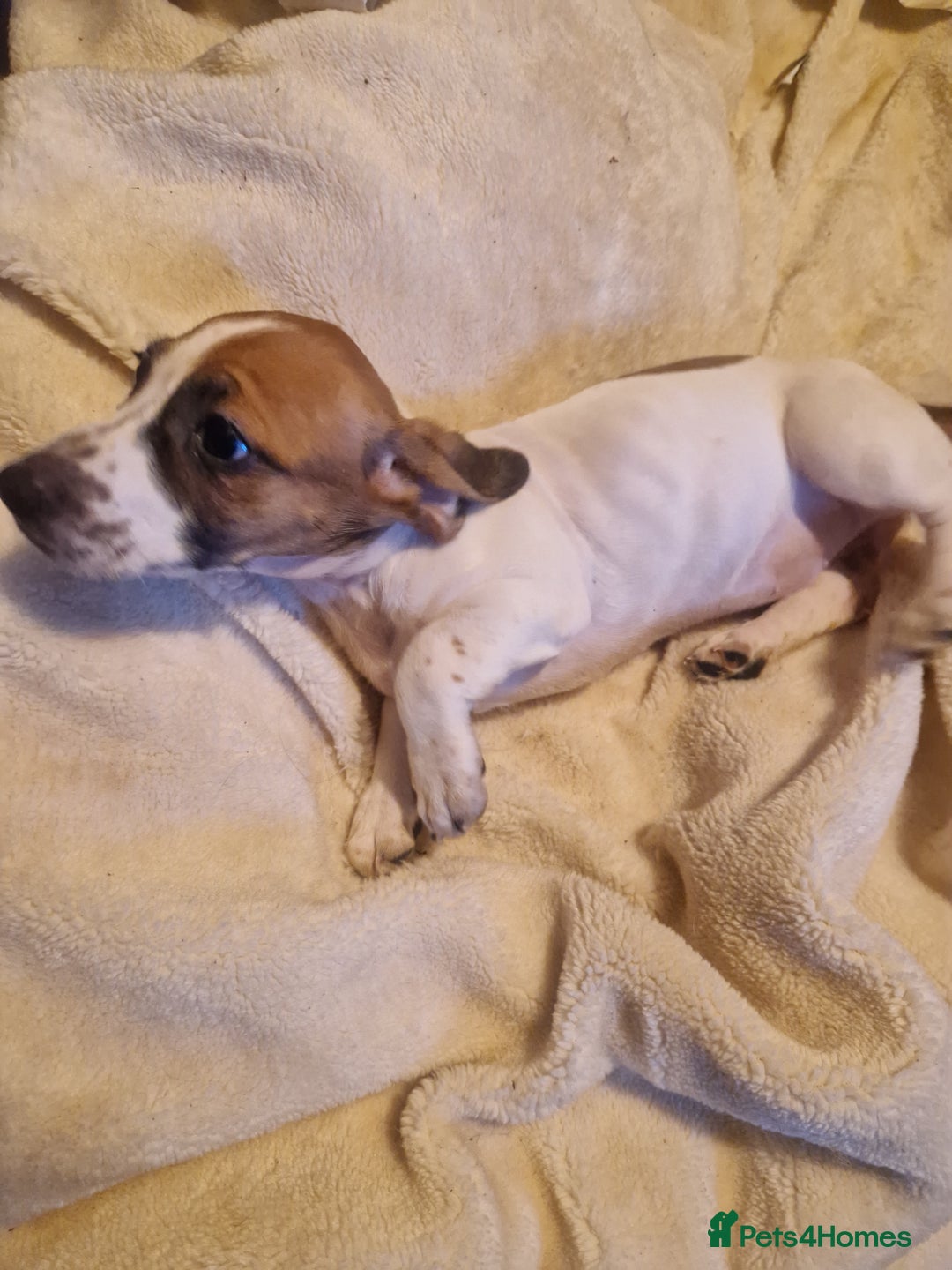 Jack Russell dogs for sale: Jack Russell mix  - Image 4