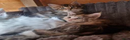 Mixed Breed cats for sale: mix Mainecoon - female - Advert 18