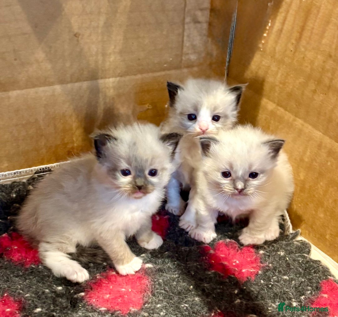 Ragdoll cats for sale: Stunning Ragdoll Males - Image 6