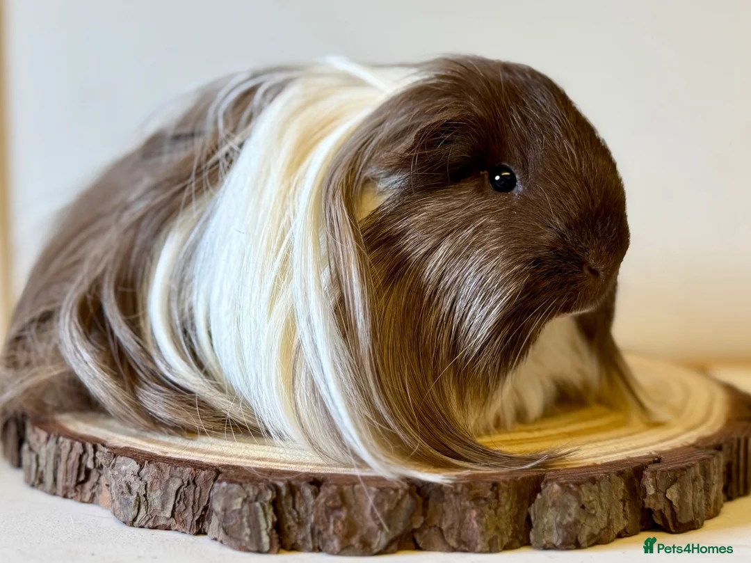Guinea Pig rodents for sale: 3 boars  - Advert 2