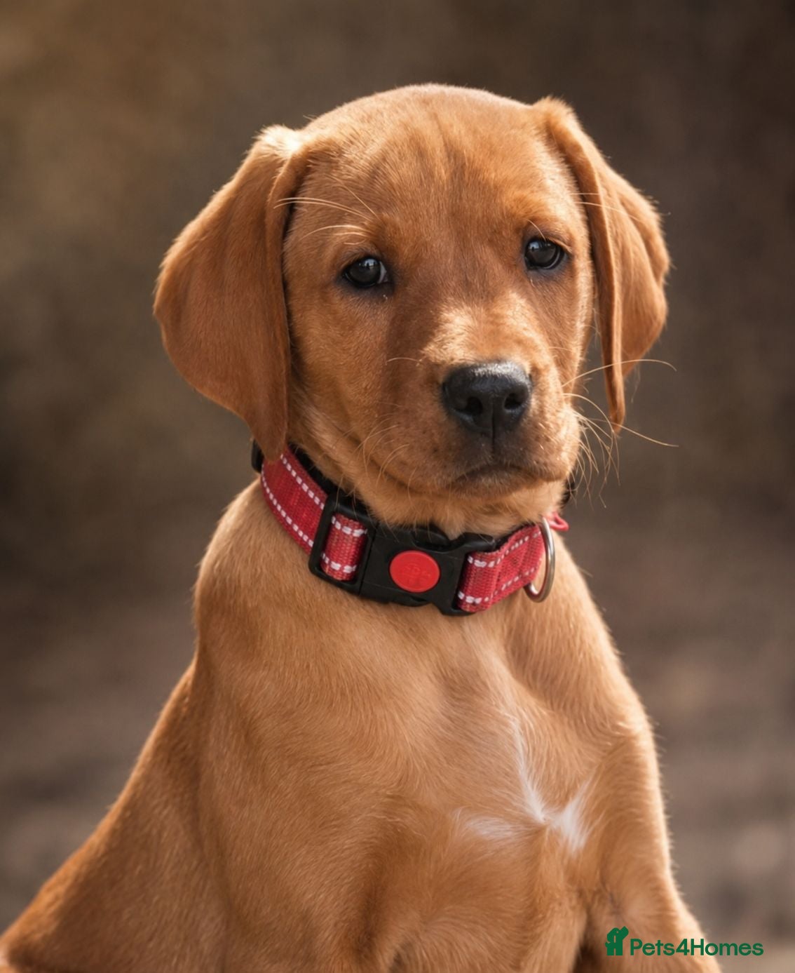 Labrador Retriever dogs Final Red collar girl puppy  Now ready 🥰 - Advert 1