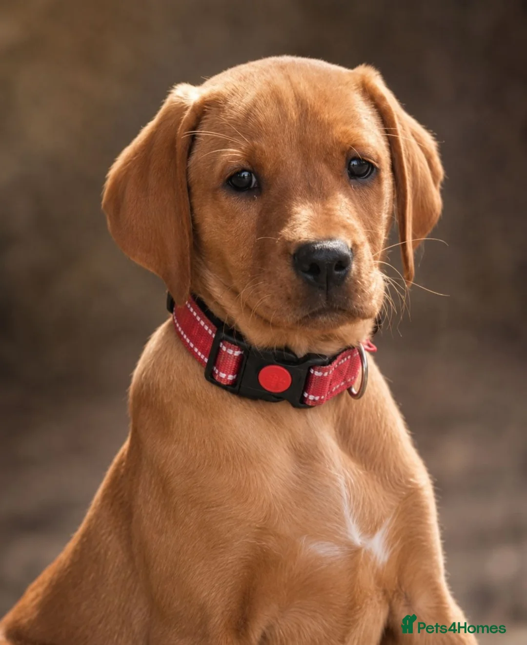Labrador Retriever dogs for sale: Final Red collar girl puppy  Now ready 🥰 - Advert 1