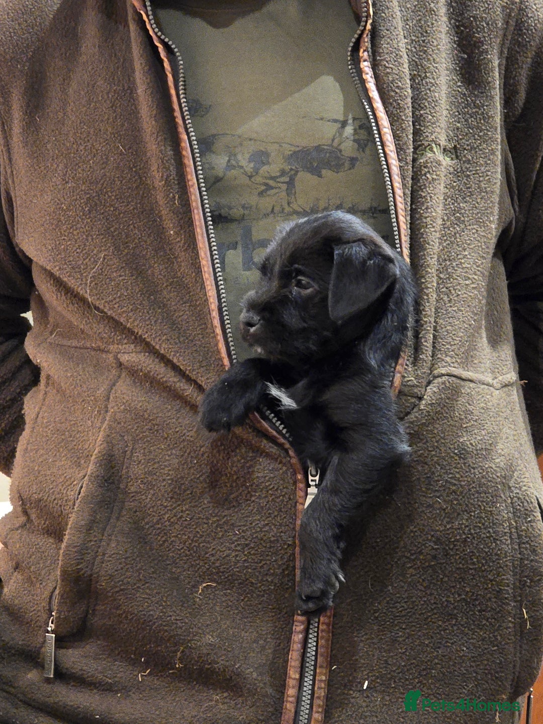 Mixed Breed dogs for sale: Border terrier cross patterdale terrier - Advert 5