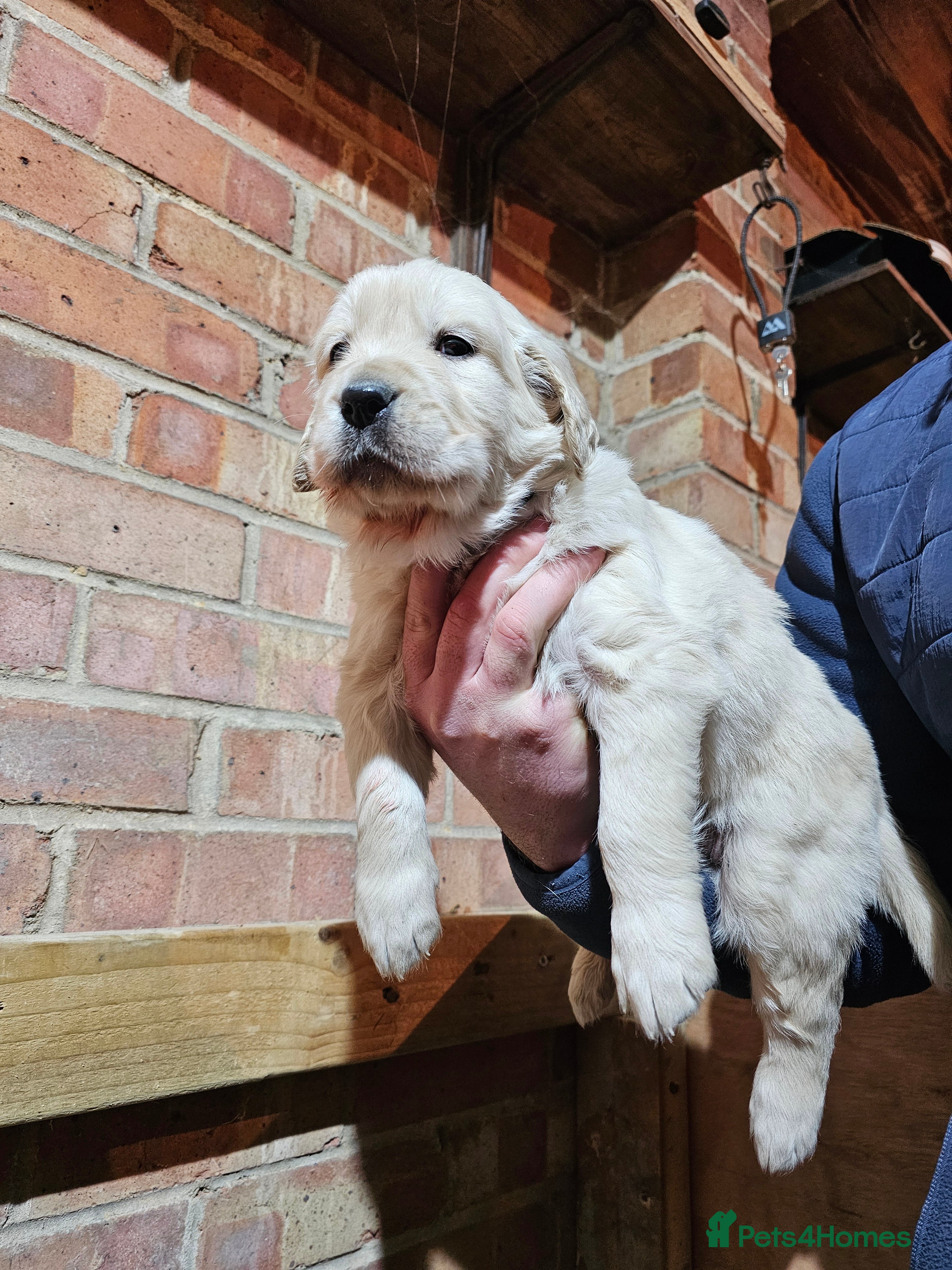 Golden Retriever dogs Golden retriever puppy for sale in Harrow  London - Advert 2