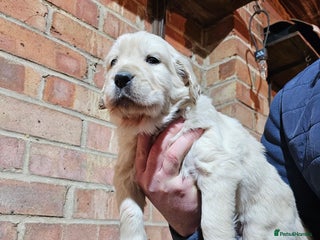 Golden Retriever dogs Golden retriever puppy for sale in Harrow London - Advert 2