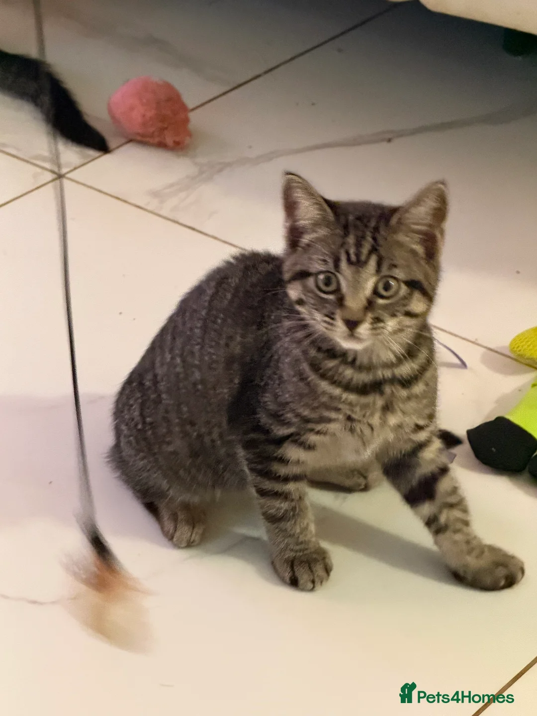 Mixed Breed cats for sale: Beautiful Maine Coon–type kittens available. - Advert 8