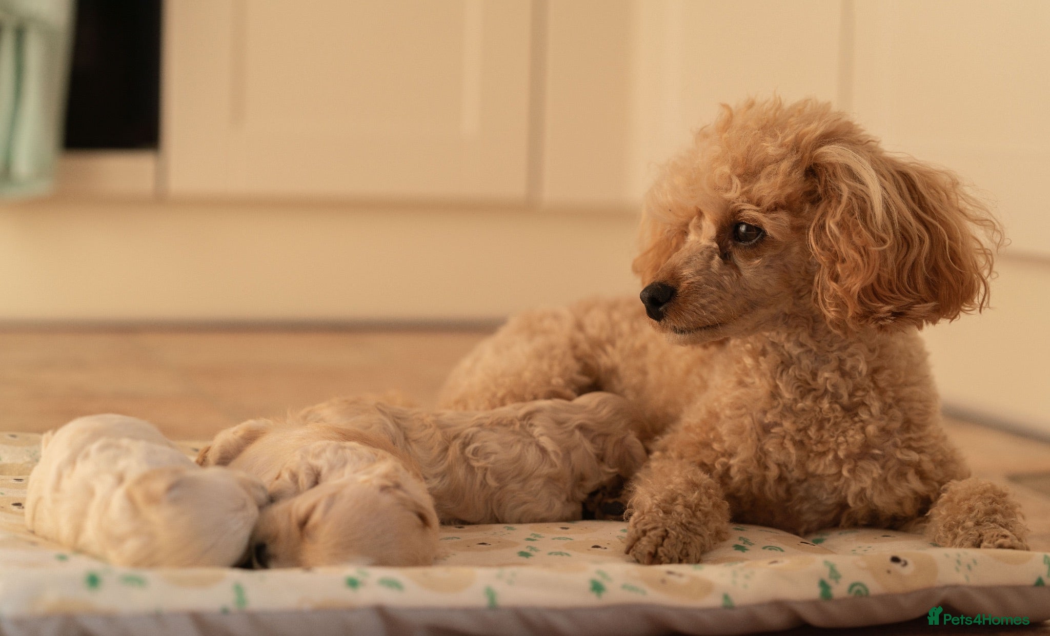 Maltipoo dogs Beautiful Multipoo Puppies - Advert 1