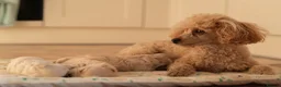 Maltipoo dogs for sale: Beautiful Multipoo Puppies in Perth - Advert 1