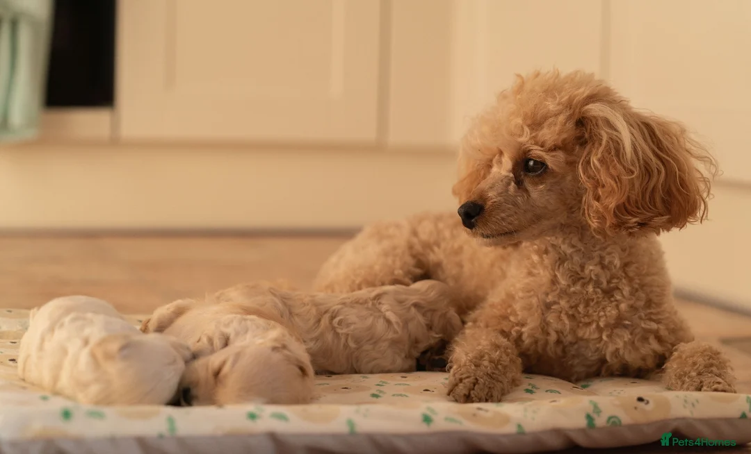 Maltipoo dogs for sale: Beautiful Multipoo Puppies in Perth - Advert 1