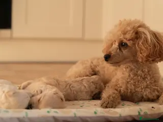Maltipoo dogs Beautiful Multipoo Puppies - Advert 1