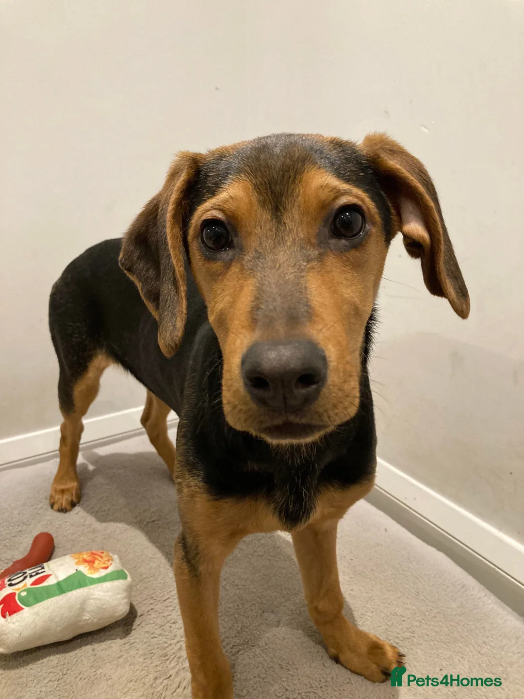 Mixed Breed dogs for adoption: Rocky hound cross 4.5 mth old puppy  - Advert 2