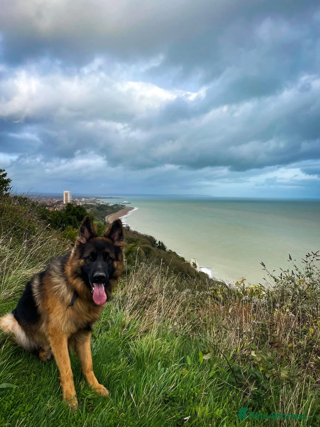 German Shepherd dogs for stud: German shepard for stud in Eastbourne - Advert 5