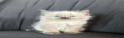 Ragdoll cats for sale: Stunning Ragdoll kittens (ready now) - Advert 9