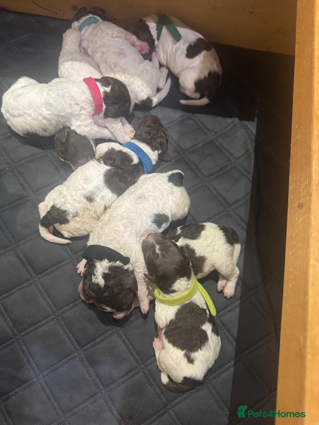 Lagotto Romagnolo dogs for sale: Lagotto Romagnolo Pups – Family raised environment - Advert 2