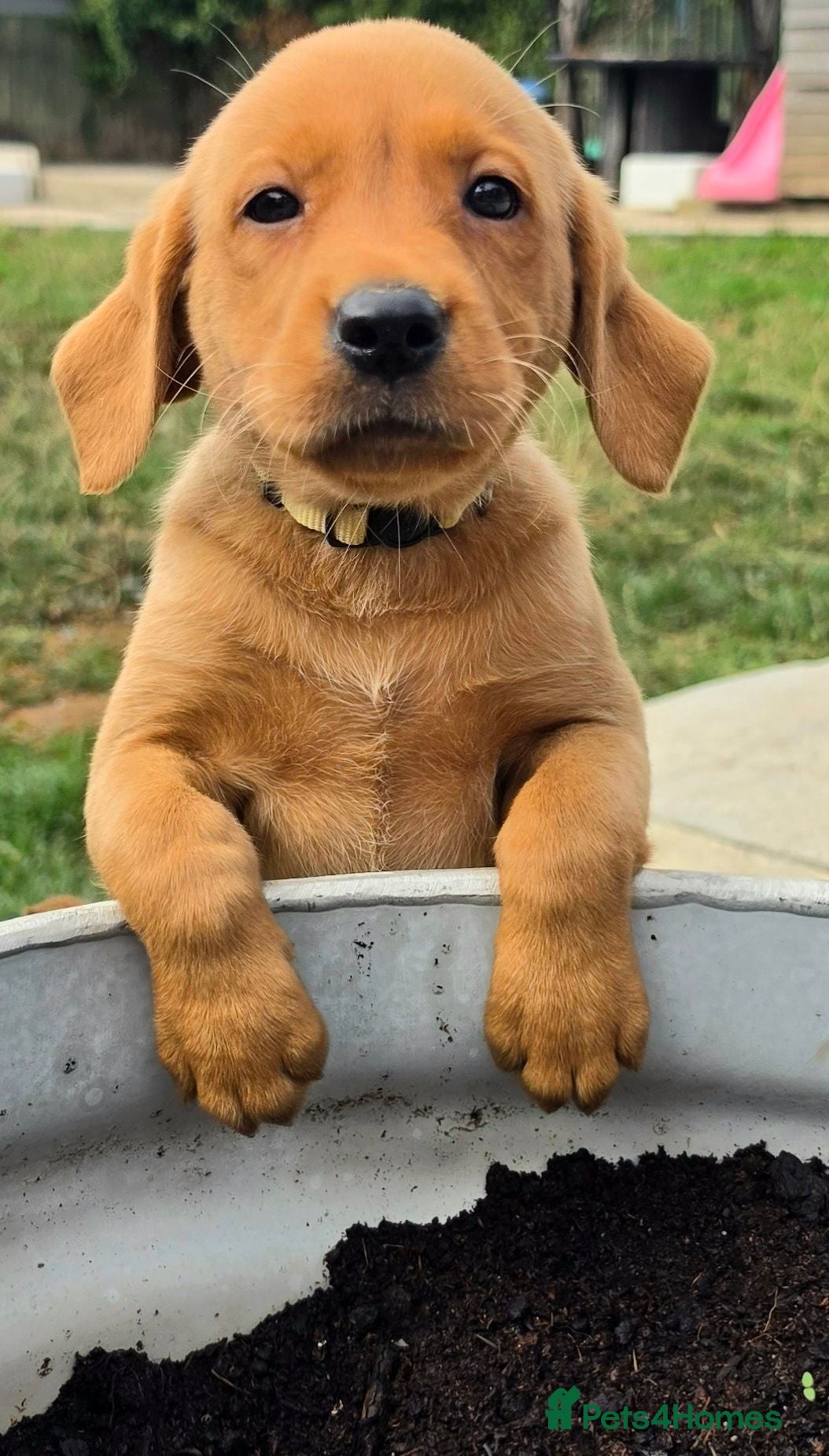 Labrador Retriever dogs 1 BEAUTIFUL FOX RED KC GIRL, HEALTH TESTED PARENTS - Advert 2