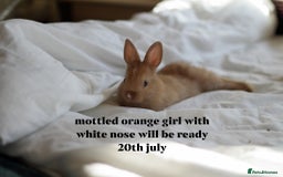 Netherland Dwarf rabbits for sale: pure bred netherland dwarf new litter - Image 7