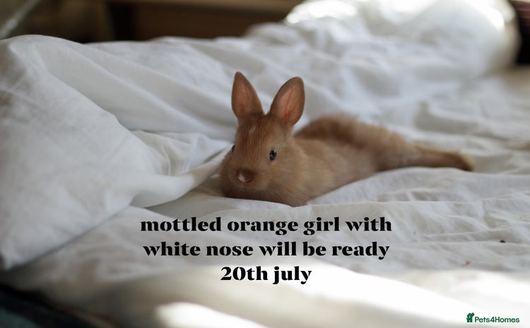 Netherland Dwarf rabbits - Advert 8