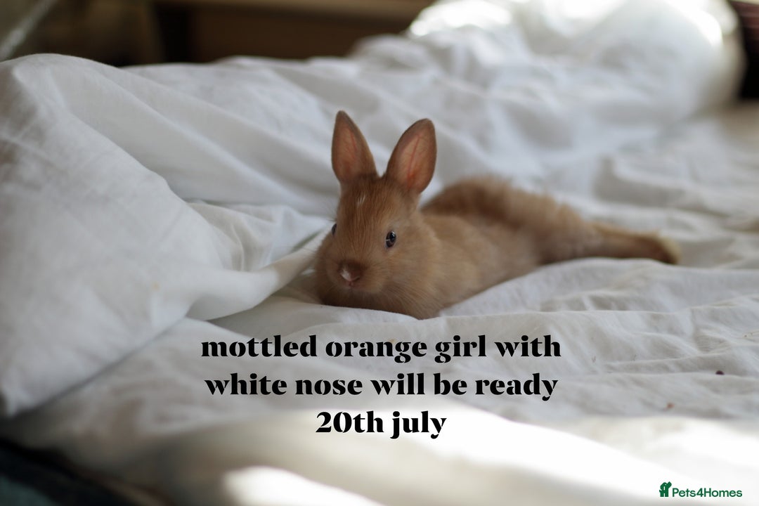 Netherland Dwarf rabbits for sale: pure bred netherland dwarf new litter - Image 7