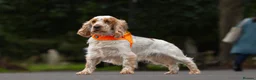 Cocker Spaniel dogs for sale: Stunning KC Registered Show Cocker Spaniels  - Advert 12