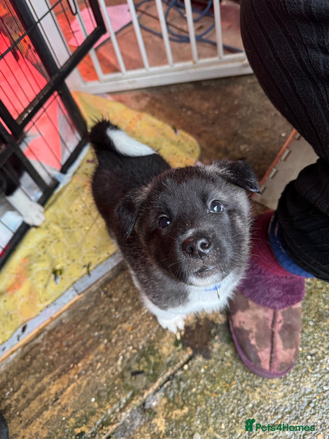 Akita dogs for sale: Black Mask American Akita Puppies - Advert 28