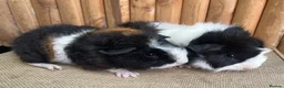 Guinea Pig rodents for sale: Baby boys  - Advert 5