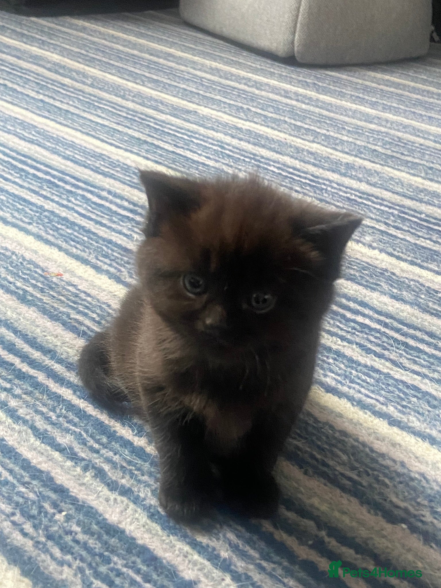 British Shorthair cats 4 beautiful fluffy kittens - Advert 6