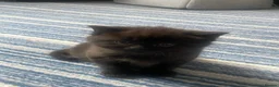 British Shorthair cats for sale: 4 beautiful fluffy kittens - Advert 1