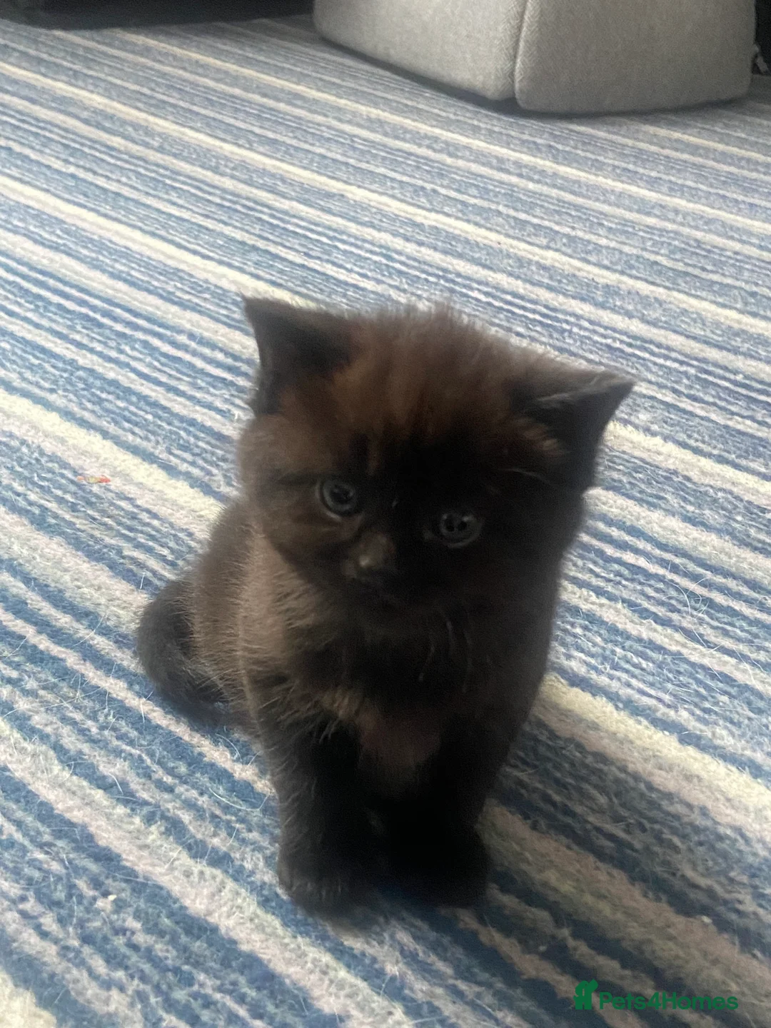 British Shorthair cats for sale: 4 beautiful fluffy kittens - Advert 1