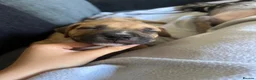 Mixed Breed dogs for sale: 2 beautiful girls left  - Advert 32