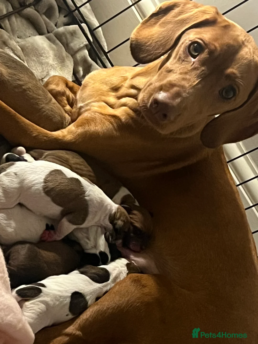 Mixed Breed dogs for sale: Vizsla X Whippet puppies - Advert 7