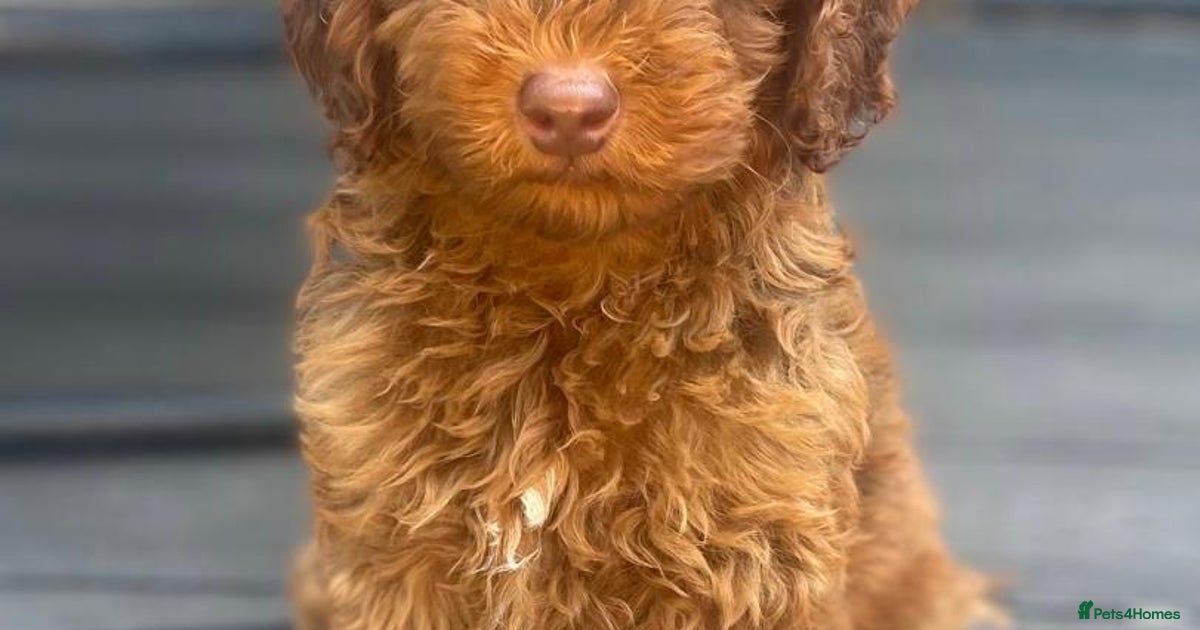 F1b red and sable cockapoos for sale for sale in Leigh | Pets4Homes