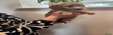 Cockapoo 2