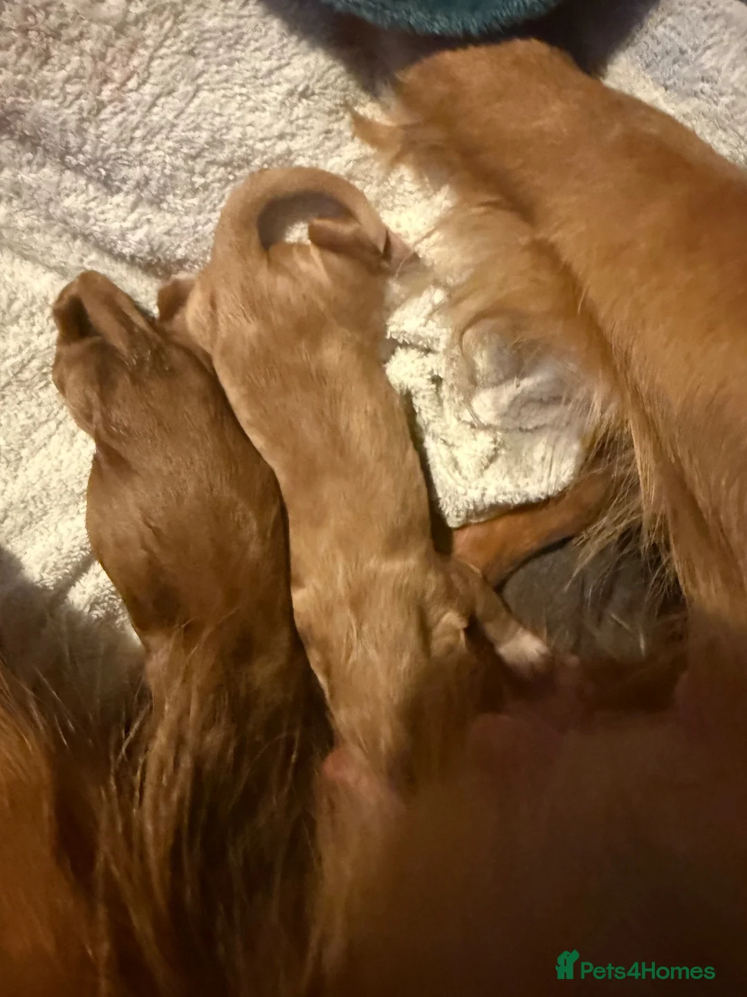 Cocker Spaniel dogs for sale: KC Registered Red Working Cocker Spaniels in Bishop Auckland - Advert 22