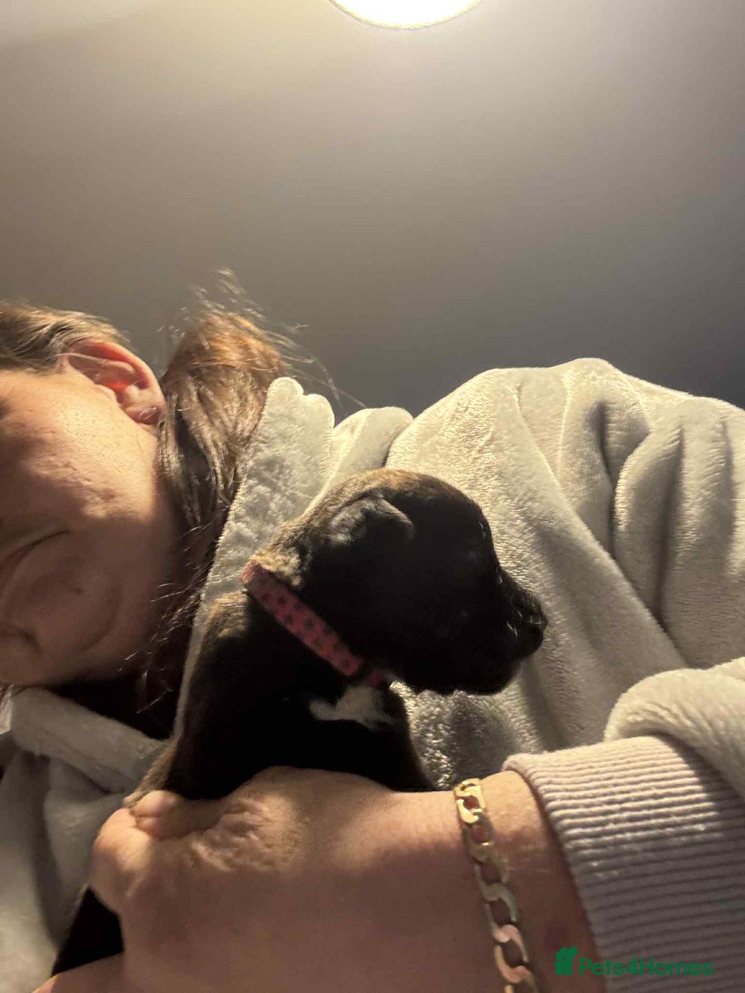 Mixed Breed dogs for sale: Cane corso puppys - Advert 25