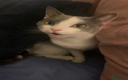 Domestic Shorthair cats for sale: Daisy - Image 3