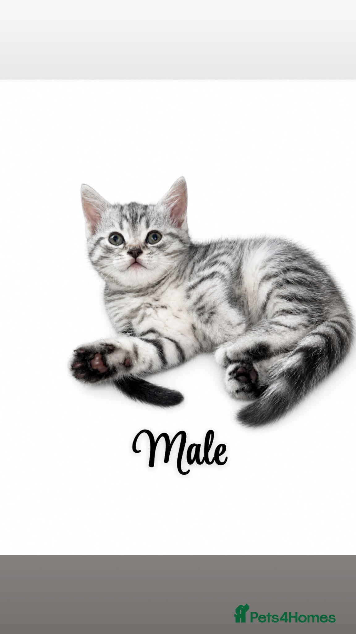British Shorthair cats BSH CROSS  - Advert 1