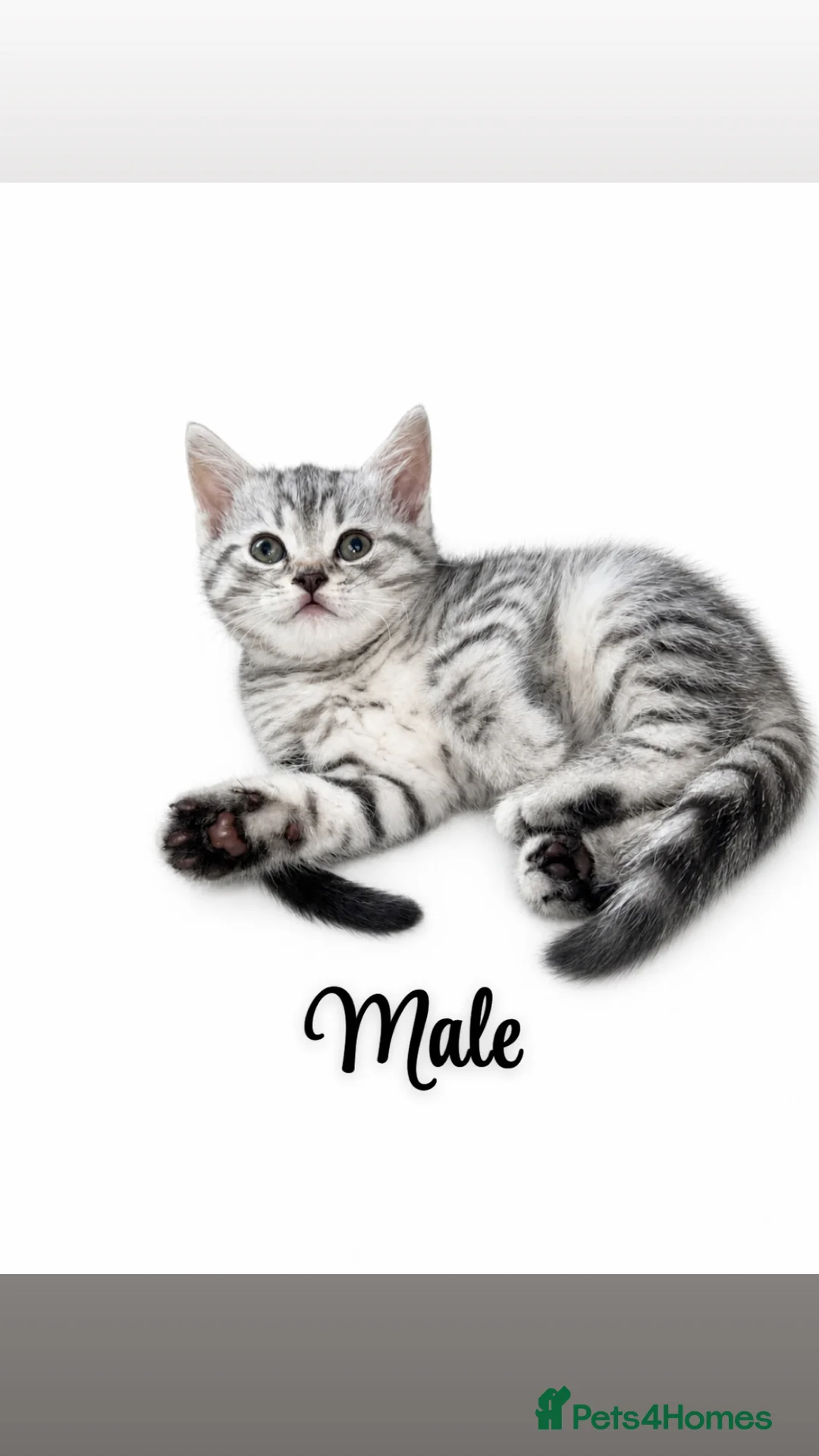 British Shorthair cats for sale: BSH CROSS  - Advert 1