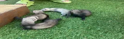 Ferret rodents for sale: Baby Ferrets  - Advert 9