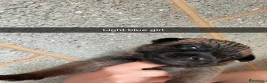 Light blue girl 