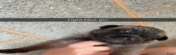 Belgian Shepherd Dog dogs for sale: Belgium malinos cross Dutch Herder puppies  in Wakefield - Advert 18