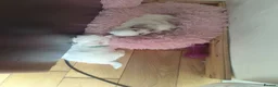 Maltese dogs for sale: 2 female Maltese puppies - Advert 13