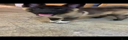 Akita dogs for sale: American Akita pup - Advert 8