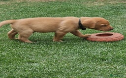 Labrador Retriever dogs for sale: Adorable 8 Puppies FOX RED Labrador, KC registered - Image 10