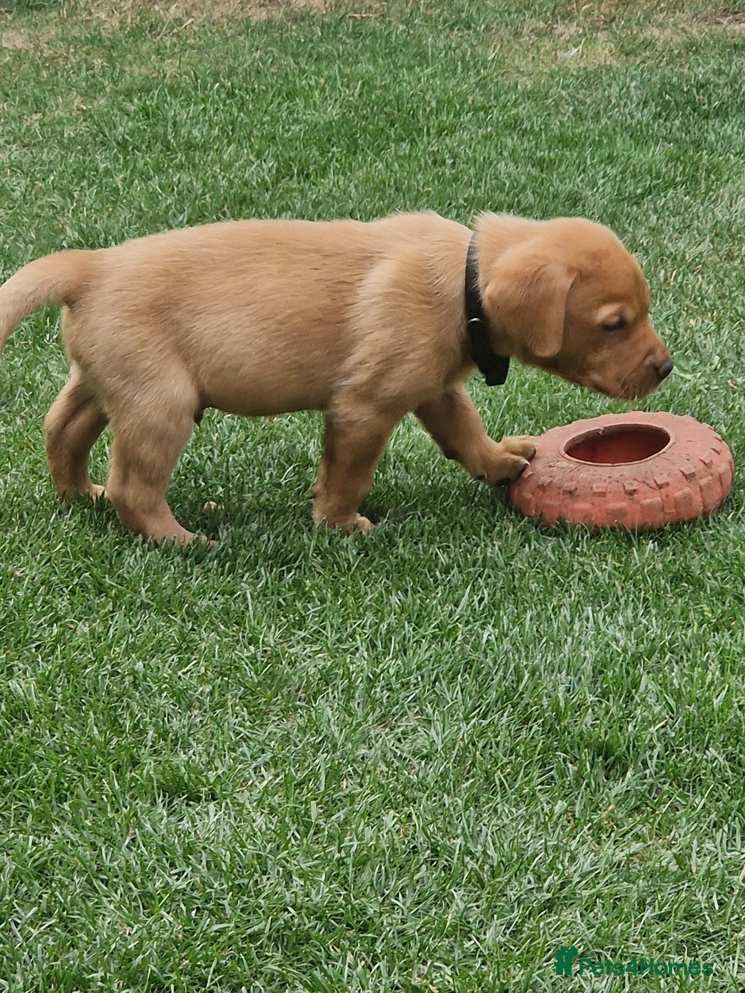 Labrador Retriever dogs for sale: Adorable 8 Puppies FOX RED Labrador, KC registered - Image 10