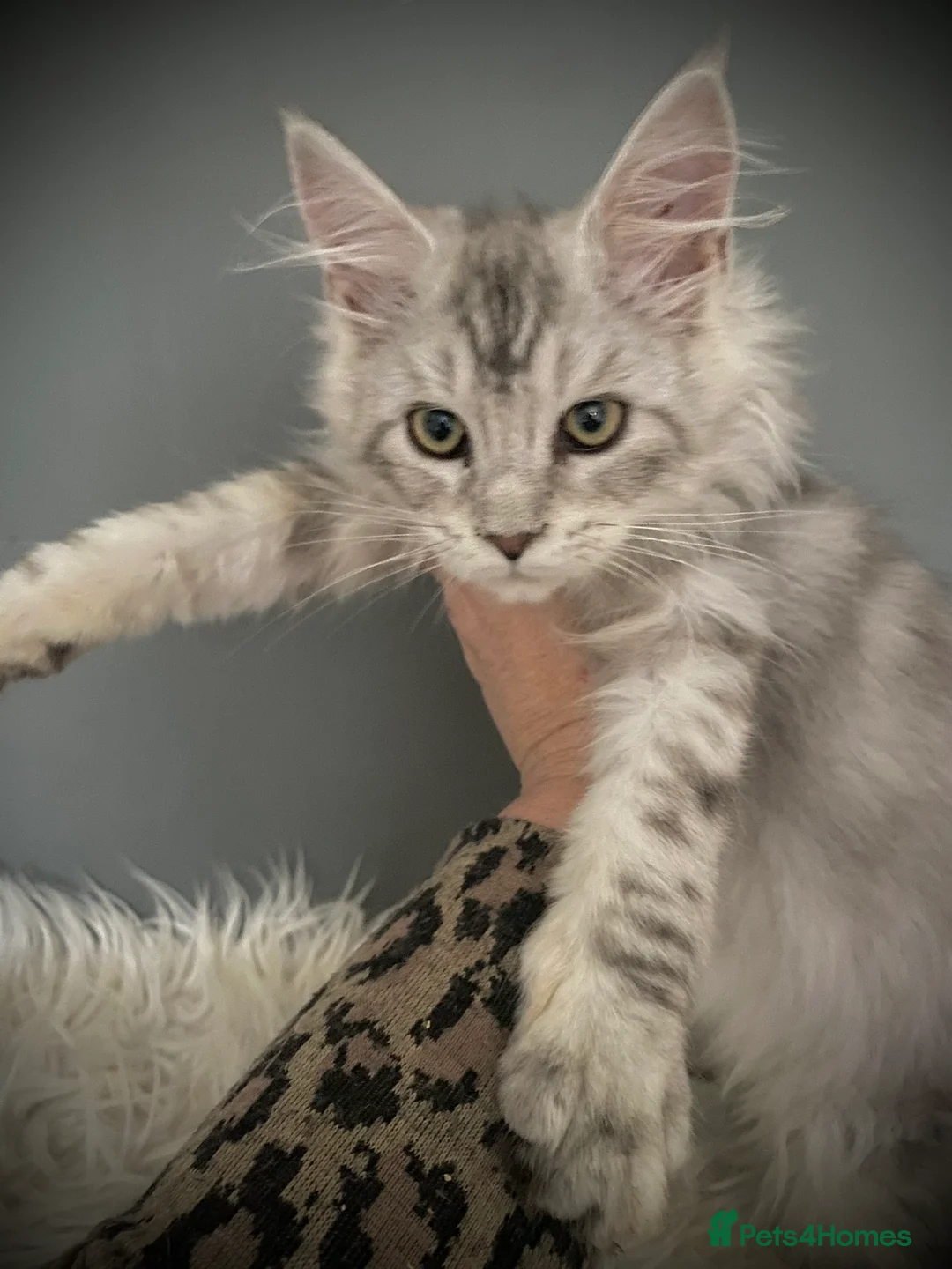 Maine Coon cats for sale: Full Maine Coon 16 wk kittens Large Russian lines - Advert 5