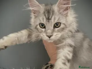 Maine Coon cats Full Maine Coon 16 wk kittens Large Russian lines - Advert 6