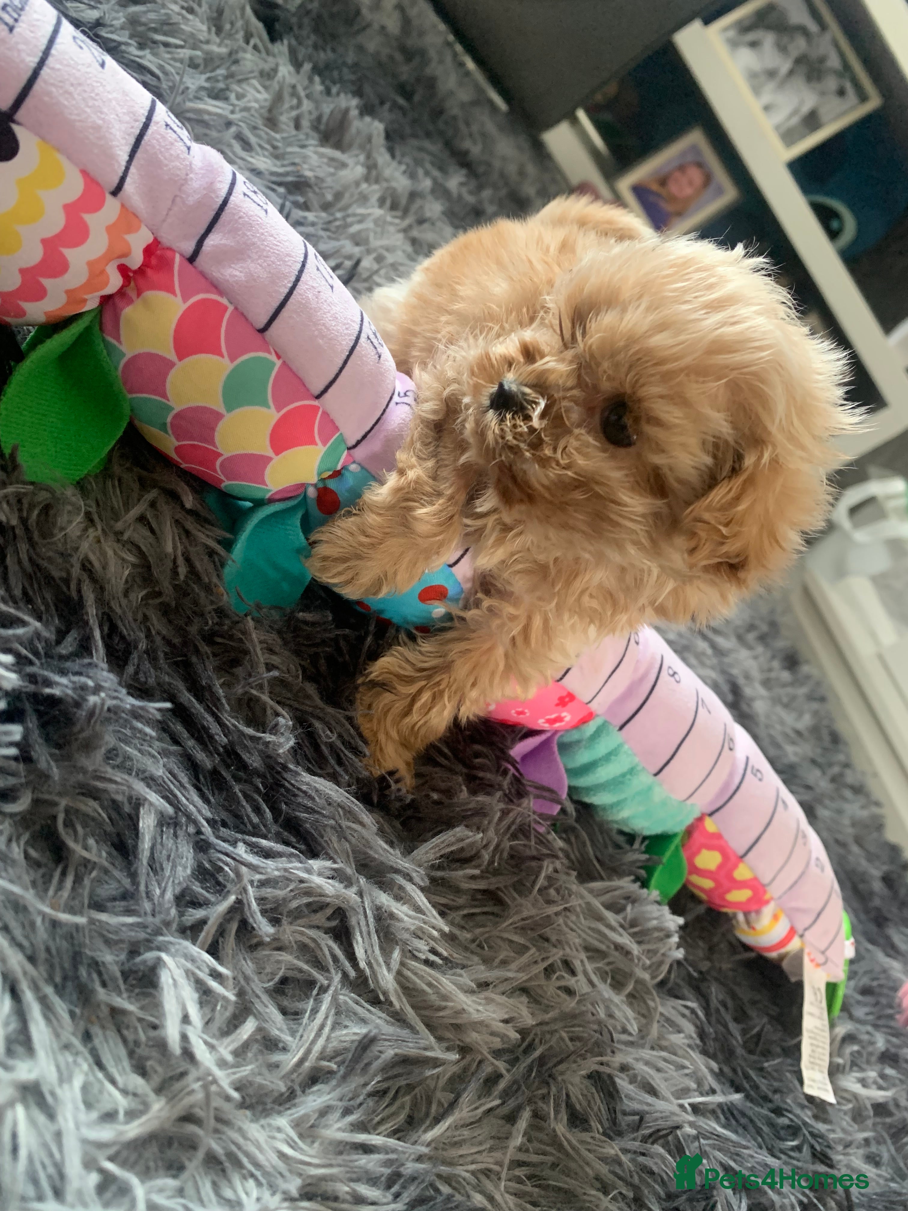 Shihpoo dogs Shihpoos  - Advert 1