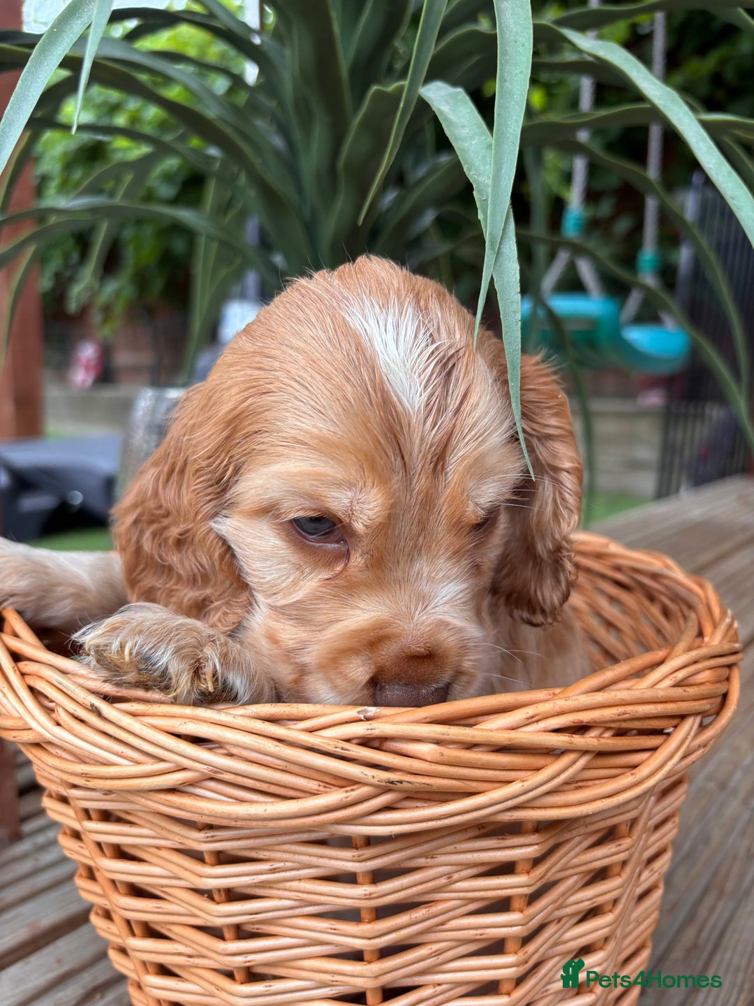 Cocker Spaniel dogs for sale: Beautiful Show Type KC registered Cocker Spaniels  - Image 8