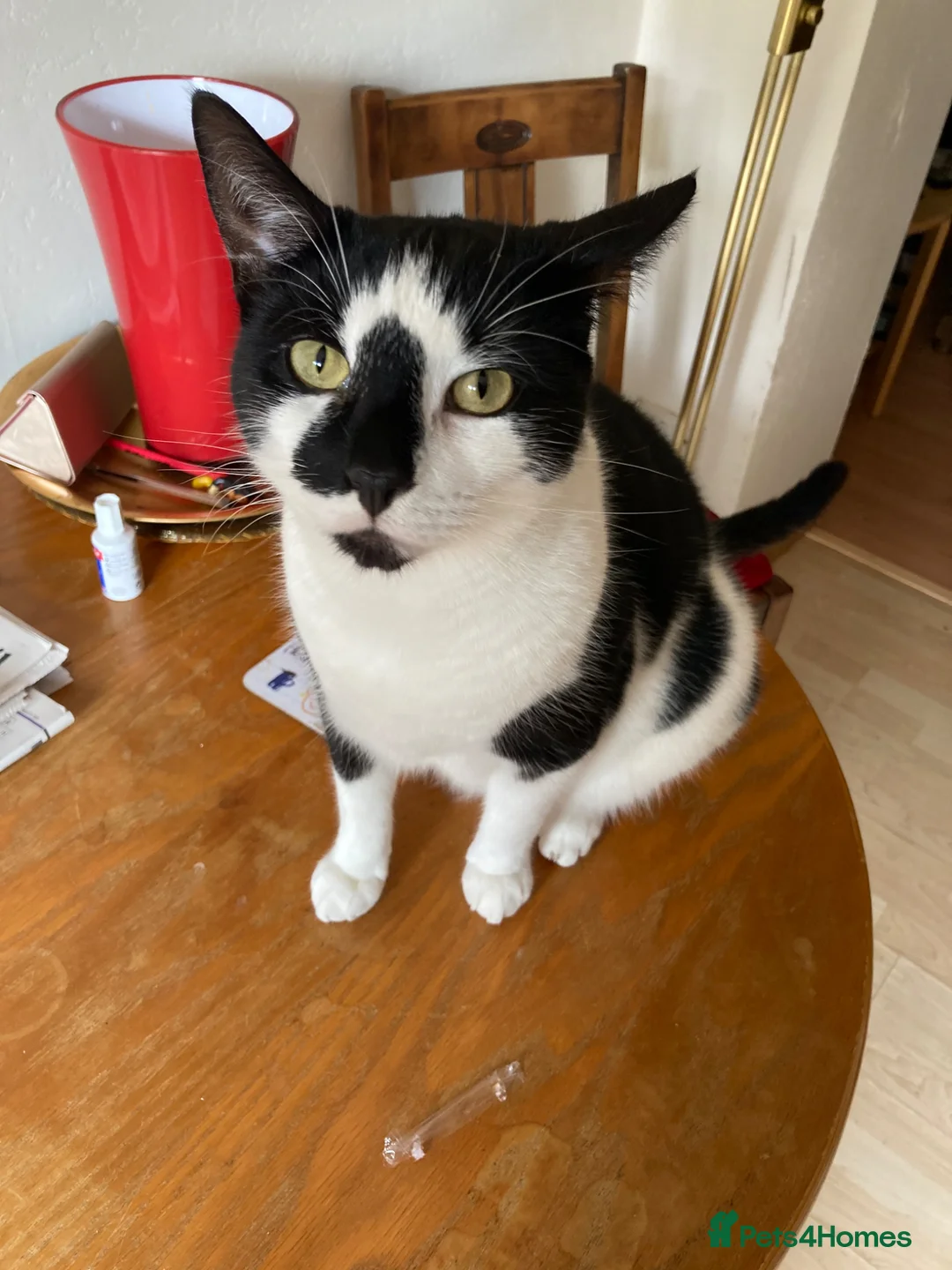 Mixed Breed cats for sale: 2 lovely cats for adoption - must go together  - Advert 8